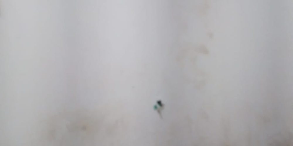 FOTO4